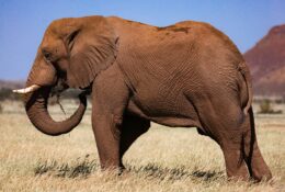 Namibia_April_2025 (67/79)
